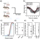 Scientists pinpoint single gene responsible for initiating winter behavior of mammals