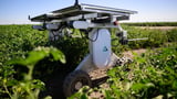 AI robots fill in for weed killers and farm hands