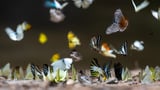 We've Been Undercounting the Insects. There May Be Three Times as Many Species as We Knew