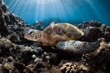 Seven new viruses discovered in threatened sea turtle populations
