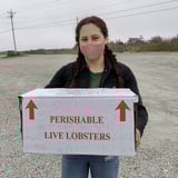 Researchers find microplastics in the tails of lobsters caught off Nova Scotia