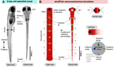 Roboticists reverse engineer zebrafish navigation to investigate sensorimotor processing