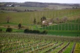 France to help wine industry with $150 million in aid for vines uprooting