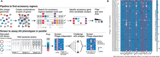 Anti-restriction functions of injected phage proteins revealed by peeling back layers of bacterial immunity
