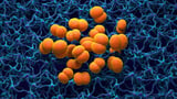 Genetic Clues Behind Kent's Deadly MenB Outbreak