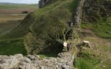 2 men who chopped down iconic UK tree to be sentenced