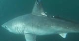 Deep-water murder mystery leads scientists to a novel type of shark-on-shark predation