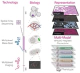 Software tool helps scientists interpret complex spatial data across healthy and diseased tissue