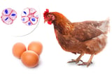 Which came first: the chicken or the egg? Scientists claim to answer age-old question