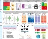 Molecular test helps tailor chemotherapy for advanced prostate cancer patients
