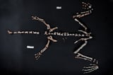 One of world's oldest dinosaurs discovered in Argentina