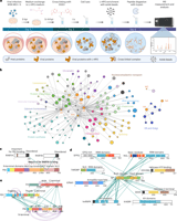 Mapping in-cell protein contact sites reveals hijacking of paraspeckles during influenza A virus infection