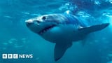 Shark attacks on surfers could be deterred by LED lights - study