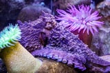 Octopuses Can Disappear Right Before Your Eyes: Here’s The Incredible Science Behind Their Powers