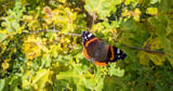 New environmental charity to invest £78m in boosting Suffolk’s biodiversity