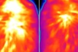 Novel way to 'rev up' brown fat burns calories, limits obesity in mice