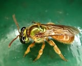 In This Bee Species, Why Do Some Daughters Leave Home While Others Stay 'Bee-hind' to Help Mom?