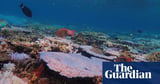 Fifth mass coral bleaching event in eight years hits Great Barrier Reef, marine park authority confirms