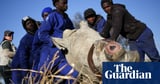 Dehorning rhinos reduces poaching by 80%, study finds