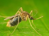 More Worcester Mosquitoes Test For WNV, Spraying Scheduled
