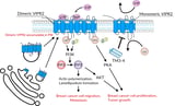 Potential anti-breast cancer drug identified