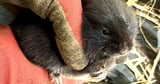 Rare burrowing city water voles relocated ahead of drainage works