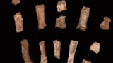 Discovery of fossilized hand may unlock a 1.5-million-year-old mystery