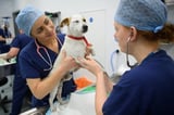 Shares In Vet Groups Rise As Competition Watchdog Makes Price Reforms