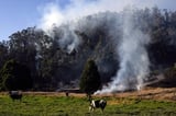 Landmark law in Colombia aims to reduce deforestation by tracking cattle | AP News