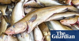 Overfishing has caused cod to halve in body size since 1990s, study finds