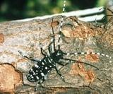 Asian Longhorned Beetle Eradicated in Shrewsbury