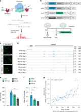 Single-cell and isoform-specific translational profiling of the mouse brain