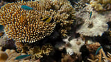 'Lifeline' for coral at risk of rising sea temperatures