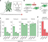 C-terminal amides mark proteins for degradation via SCF–FBXO31