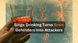 Alcohol Tricks Brain Cells Into Destroying Themselves