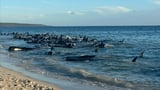 Toby's Inlet WA: More than a quarter of whales stranded on Aussie beach now dead - as rescuers rush...