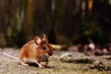 Mouse with two fathers survives to adulthood, marking scientific milestone