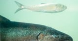 Trump withdraws from Biden-era agreement with Columbia Basin tribes, Washington and Oregon to restore salmon runs