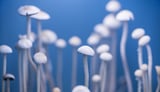 Psilocybin Heightens Postpartum Depression–Like Symptoms in Mice
