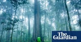 ‘This is bad news’: Australian tropical rainforest trees switch in world first from carbon sink to emissions source