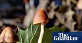 ‘Nature’s original engineers’: scientists explore the amazing potential of fungi