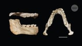 Of all the quarries: Casablanca fossils reveal African ancestors of Homo sapiens