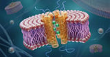 HSDSC Affiliates Use SDSC Expanse to Discover How Size Shapes the Future of Nanomedicine
