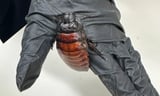 Australian cockroach kingpin caught with 100,000 illegal insects in record bug bust