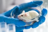 Scientists Extend Lifespan by over 70% in Elderly Male Mice with New Treatment