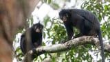 This Orange-Lipped Monkey Puzzled Scientists for Nearly Two Decades. They Finally Know What It Is