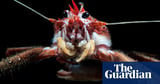 ‘Small but mighty’: how invertebrates play central role in shaping our world