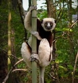 Study suggests lemurs age differently than humans