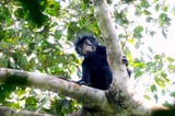 New Species of Monkey Discovered in the Congo