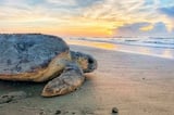 UGA researchers discover 7 never-before-seen viruses in sea turtles